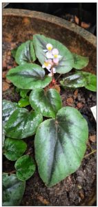 Begonia rajvikramanii