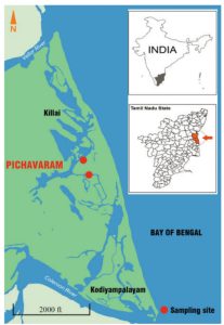Pichavaram Mangrove Forest