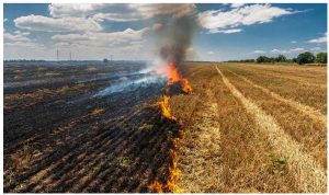 Stubble Burning in India